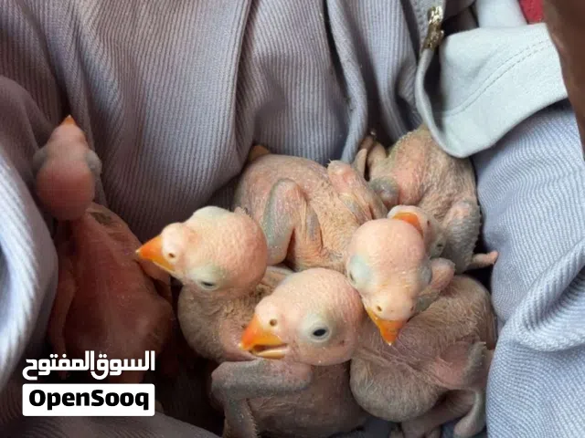 البيع فروخ متوه