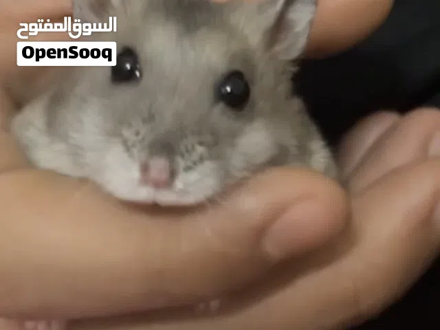 هامستر للبيع ذكر وانثي اليف يتم حملهم باليد وربما الانثي حامل 2 hamsters for sall and maybe is bri ا