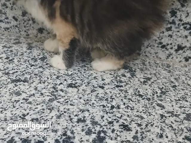 للتواصل على واتس اب
