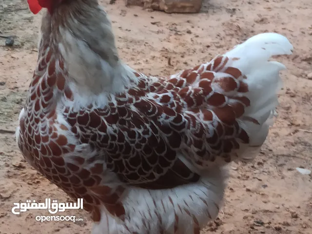 كوبية ون دوت بركاني