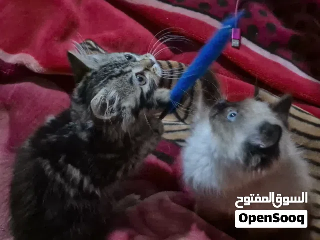 قطط هملايا ذكور بلو بوينت اطراف قصيره عمر شهرين ونص من ام واب هملايا بيور شعر طويل مون فيس