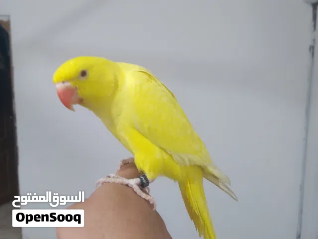 درة صفرة للبيع