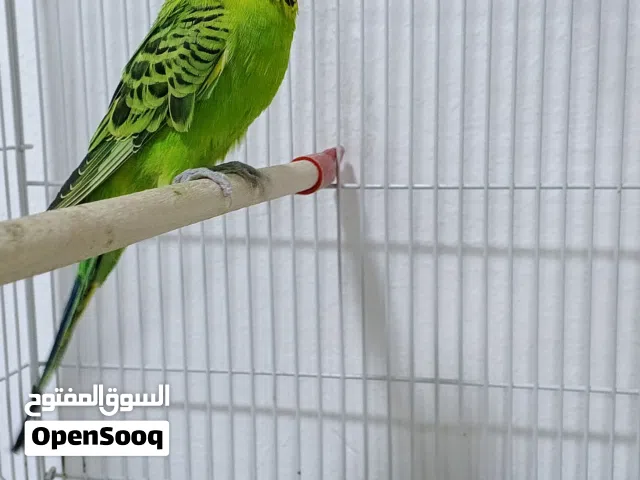 متاح 4 ذكور صحتهن فول كلهن وسعره بالوصف