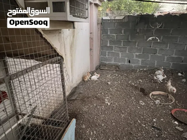 أرنب صغار للبيع