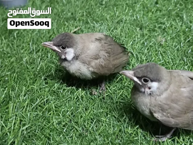 متاح افراخ بلبل متاح افراخ بلبل