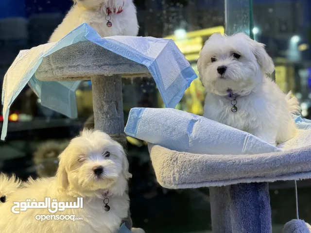 Maltese female 2.5months looking for a new home