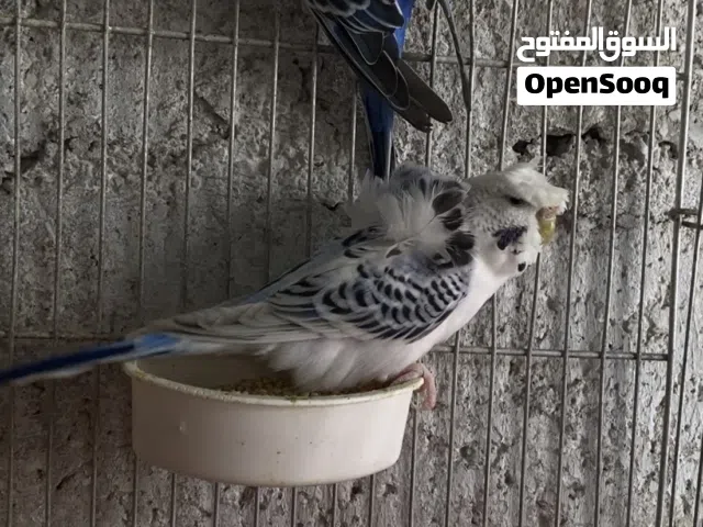 ثلاث جواز حب هوقورمو