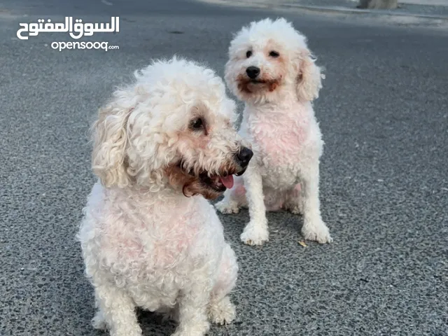 2 Maltese dog