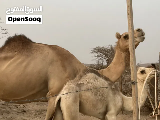 للبيع ناقه عزوف تحتها قعود سلاله طيبه