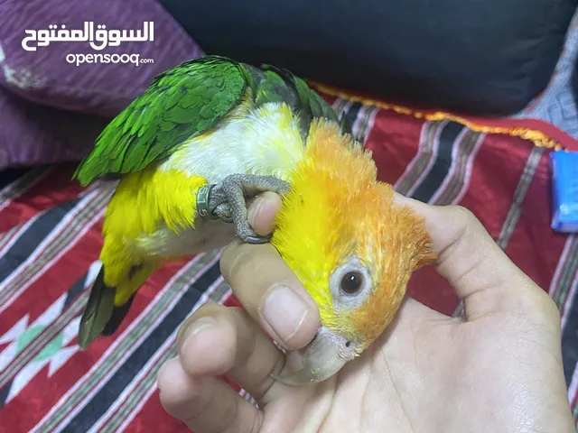 للجادين فقط