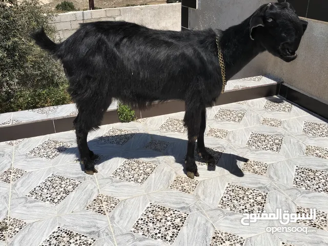 عنز شاميه عشار قريب الأربع شهور فحص جهاز سن ريشة الحبة