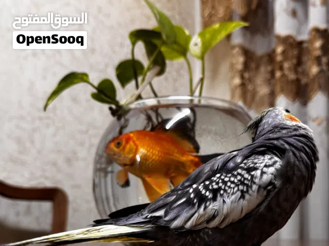 كوكتيل اليف - ذكر ايزابيل - العمر 8 أشهر - مغرد وبيقلد نغمات - قابل للتعلم - اقرأ الوصف جيداً