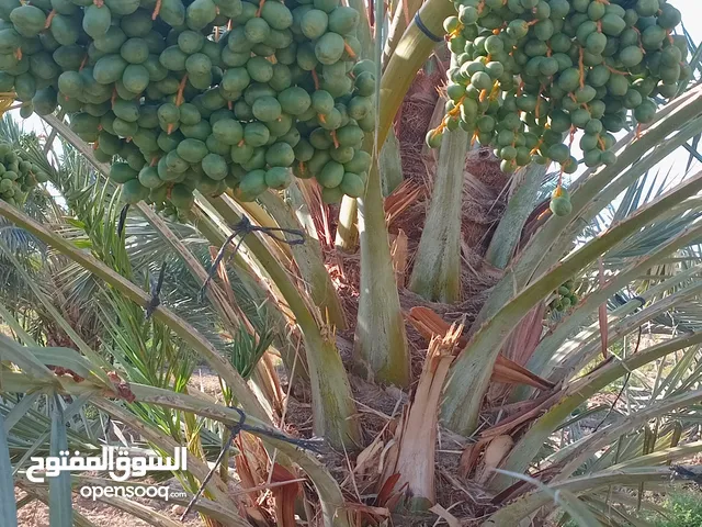 مزرعة نخل للبيع