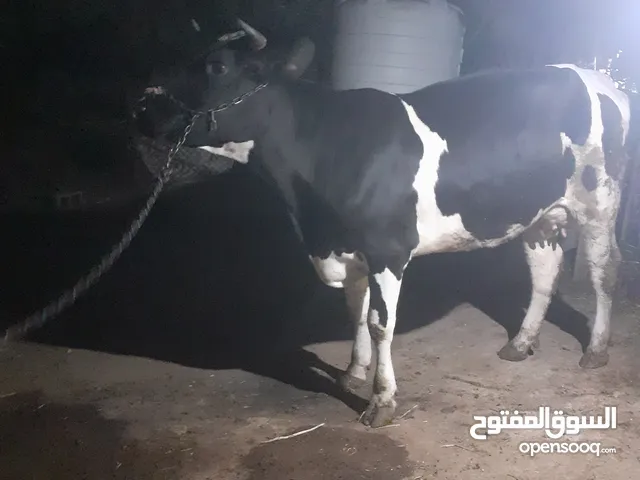 بقره اصحيه عمرها سنتين ونصف