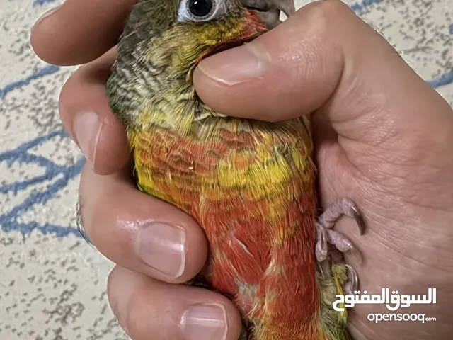 للبيع فرخ كنيور