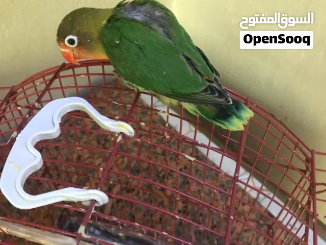غنادير. زوج  افراخ