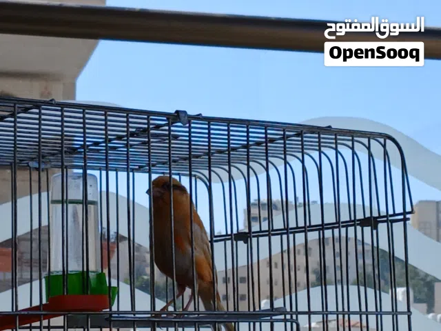 ذكر كنار مغراد حجم سوبر جانبو اقراء الوصف