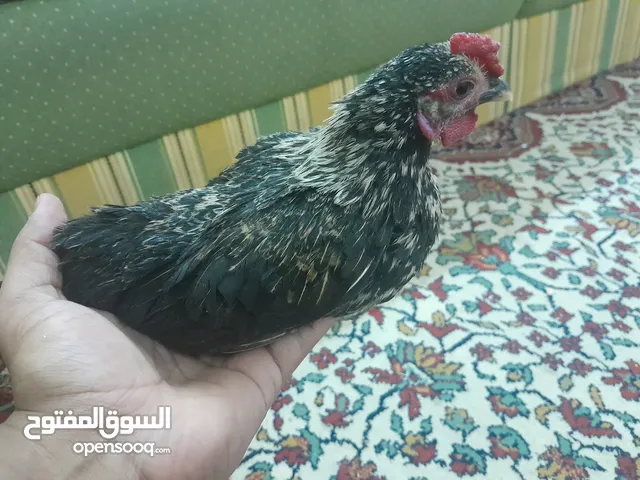 دجاج سيراما