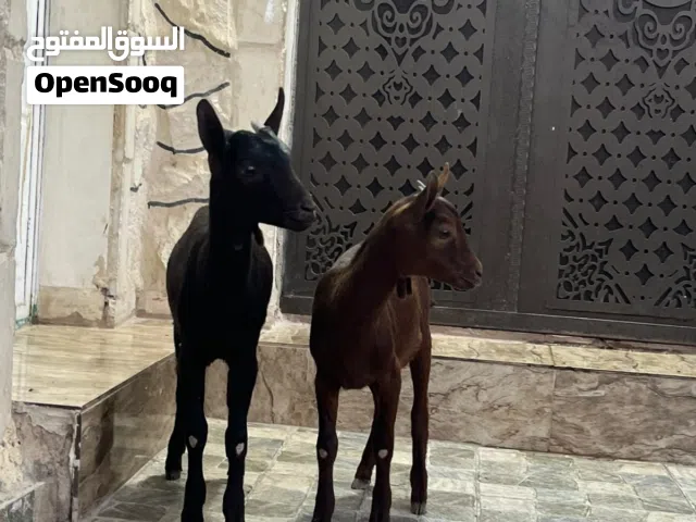 جدي وسخله مورسيانو عمر 5شهور