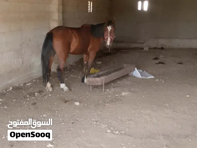 المفرق ايدون بني حسن