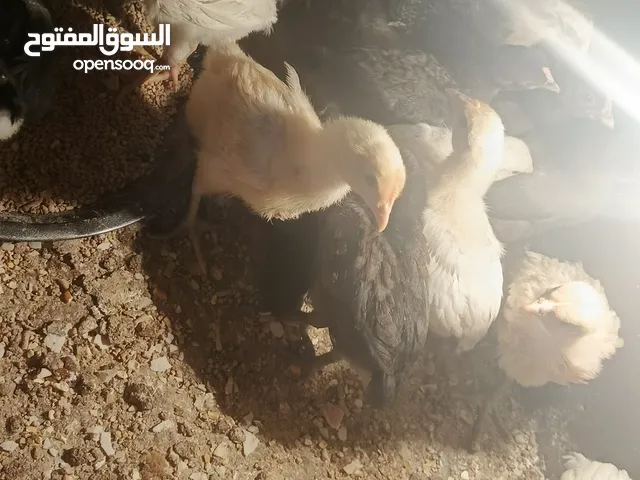 ماشاء الله صيصان بلدي ومخلوط لوهمان البرزه الاصليه عدد 26 حبه العمر شهر للاستفسار