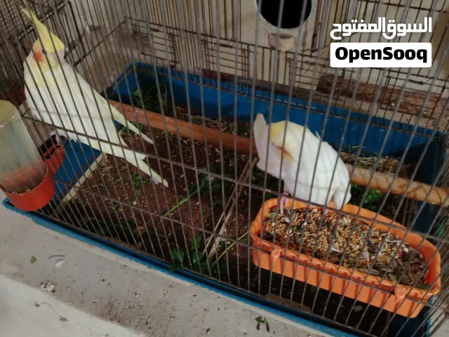 جوز لاتينو صلاة النبى ماكنة انتاج