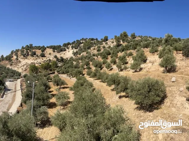 Mixed Use Land for Sale in Jerash Debbin