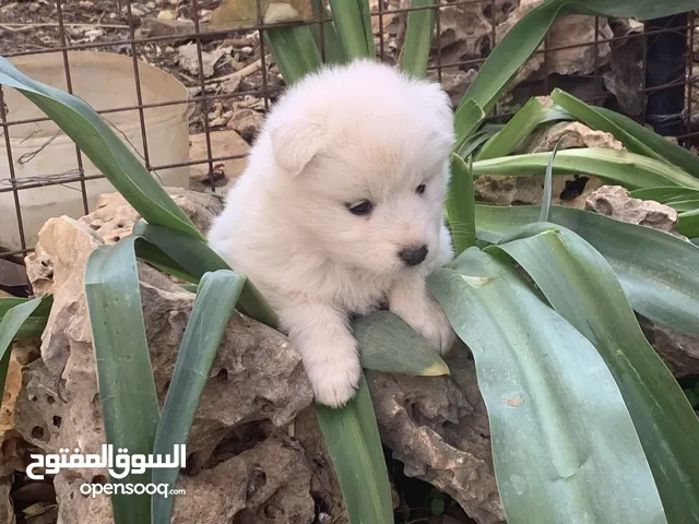 كلاب جراء ساموايد بيور اصلي