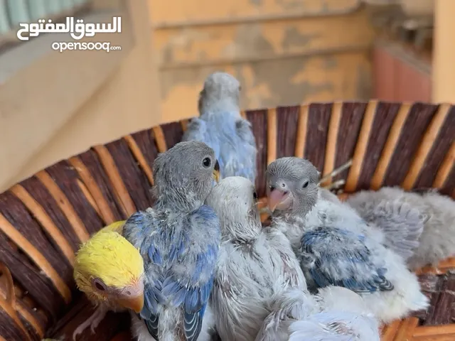 فروخ للبيع