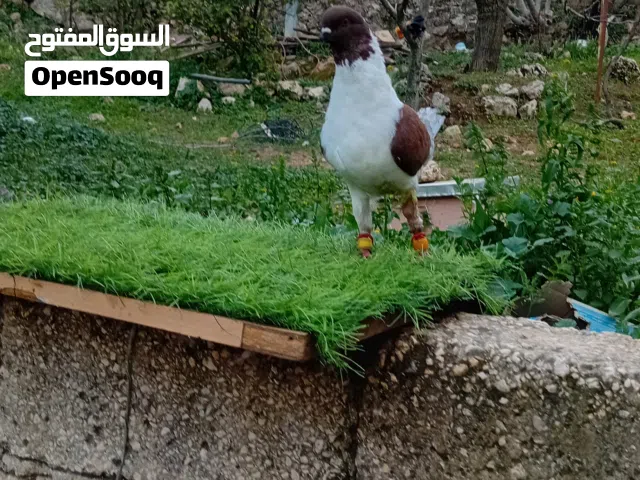 حمام للببع 20 حبه للبيع كلو شغال و مكفول