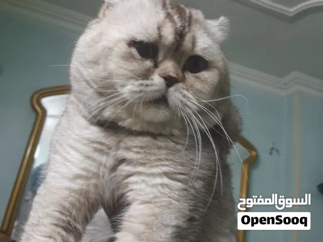قط اسكوتش فولد سلفر