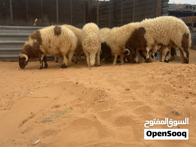 خرفان ربي يبارك مش امدلات