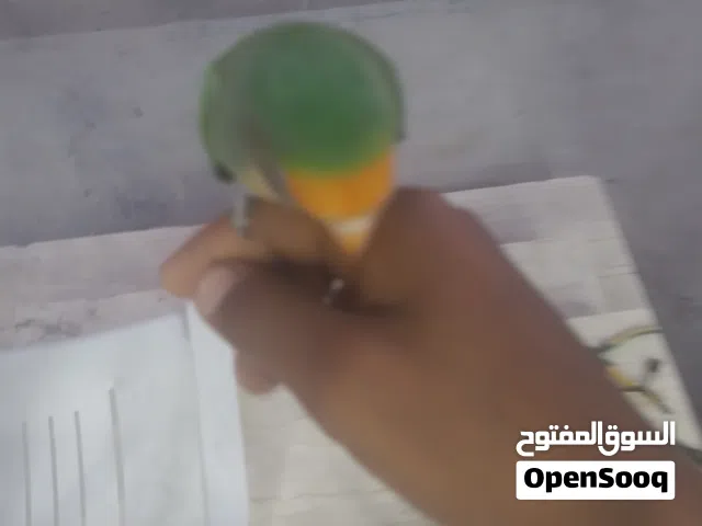 سلام عليكم متاح دكر باركديلو مروض ترويض تام يلعب جوه مليج