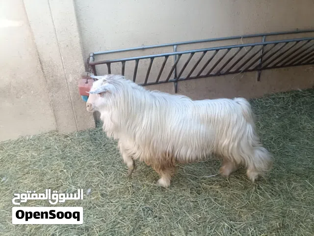 فحل من حلال الرحبي