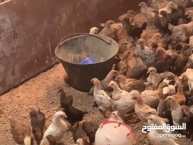 كتكوت فيومي العمر شهر