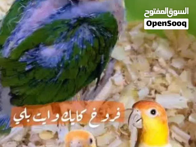فروخ كايك وايت بيلي