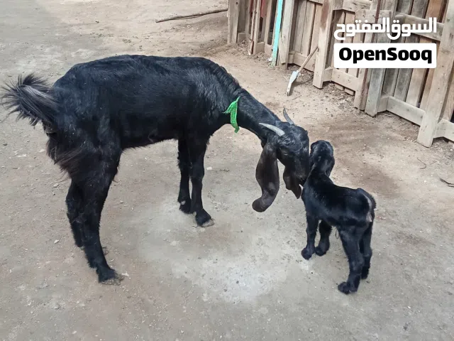 السلام عليكم تم النشر مره اخرى للوعود الكاذب