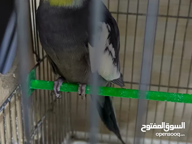 جوز حبشي شغال