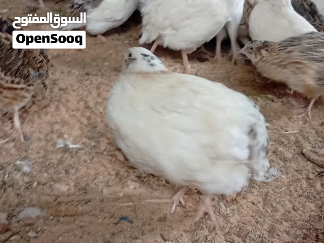 7 دينار   جنزور النجيله