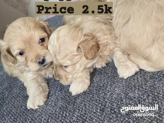 مالتيبو و يورك شاير Maltipo and York Shair puppy