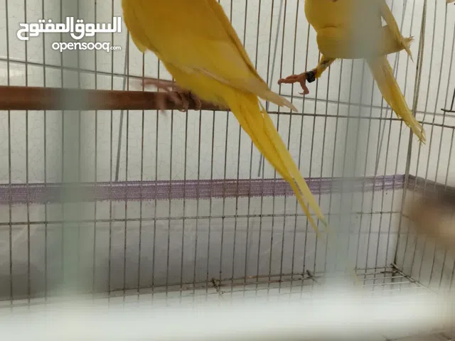 للبيع زوج دره لاتينو جاهزين للإنتاج ملاحضه الذكر صبعته مقصوصه شوي بس حركته طبيعيه