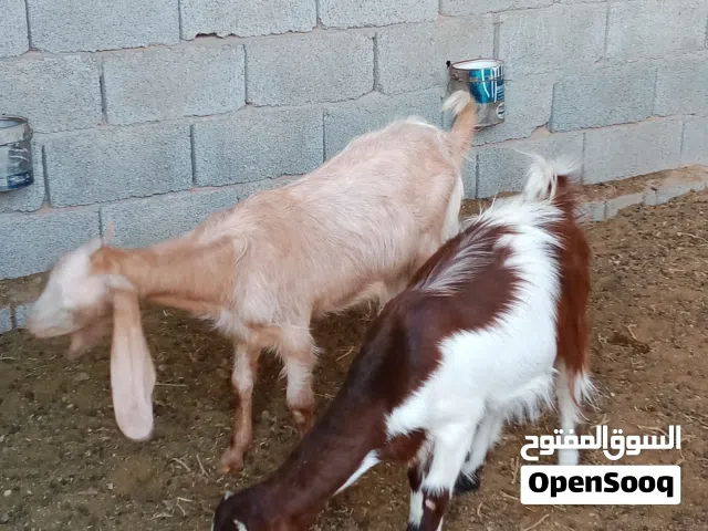 ثلاته معزات للبيع مشاء الله