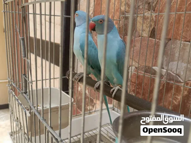 كوبيا الذره اوبلاين معهم انتايه فارديه الله يبارك