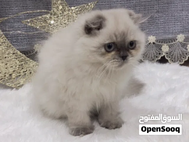 قطتين أنثى للبيع