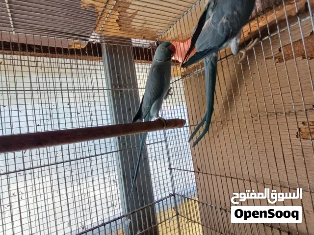 زوج متو أزرق انتاج البحرين