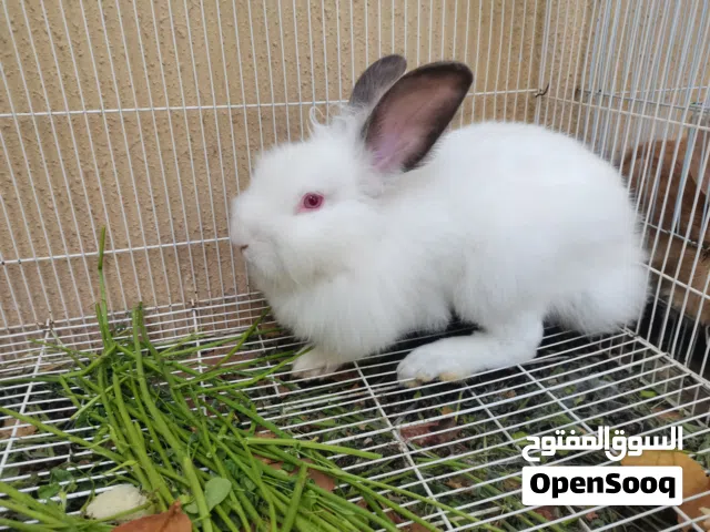 للبيع أرانب فرنسيه