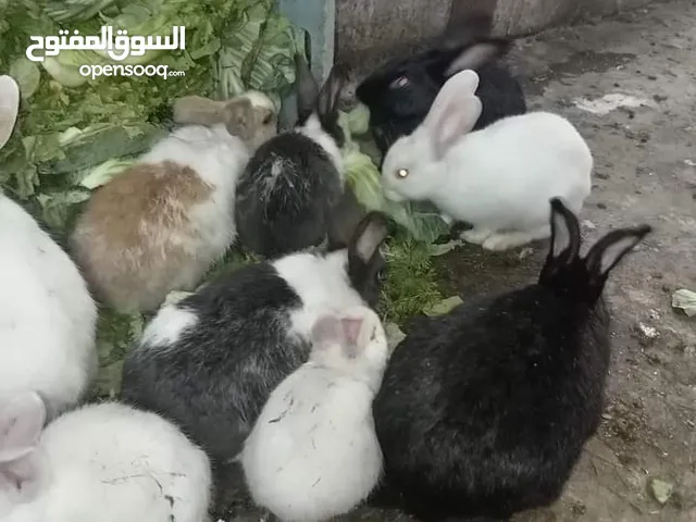 أرانب فرنسي للبيع اعمار مختلفة