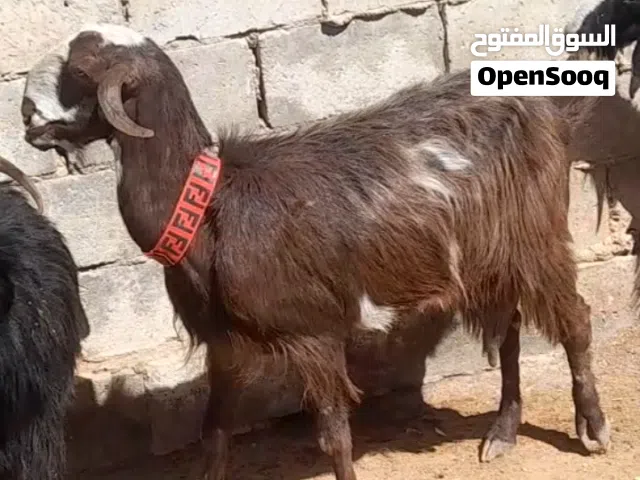 عقيقه ذبيحه نذر فدو عنز بلدي سن نظيف