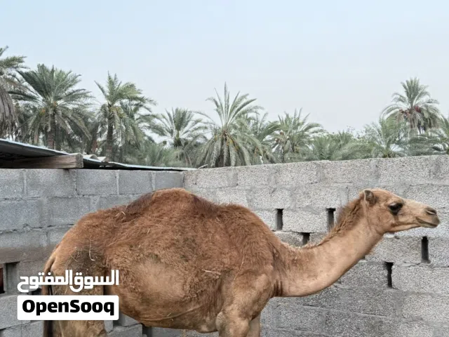 للبيع قعود