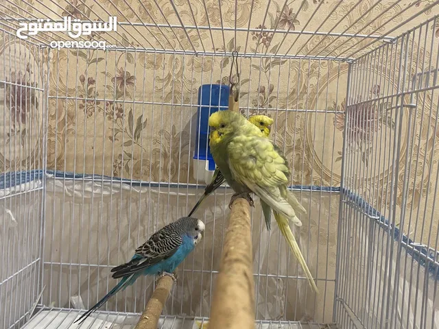 3 love birds with cage